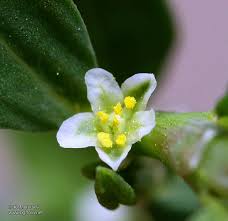 Attēlu rezultāti vaicājumam “Polygonum arenastrum flower”