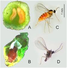 Attēlu rezultāti vaicājumam “Cecidomyiidae”