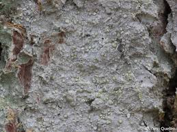 Attēlu rezultāti vaicājumam “Lecanactis abietina”