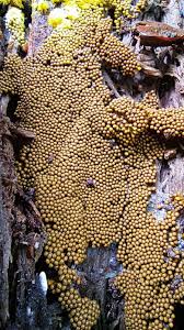 Attēlu rezultāti vaicājumam “Physarum diderma”