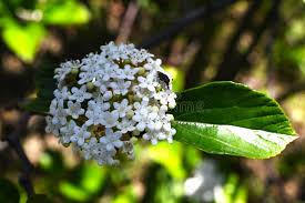 Attēlu rezultāti vaicājumam “Adoxaceae”