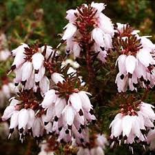Attēlu rezultāti vaicājumam “Erica x darleyensis flower”