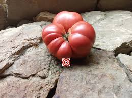 Afbeeldingsresultaat voor millionaire tomato