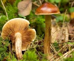 Attēlu rezultāti vaicājumam “Gymnopilus picreus”