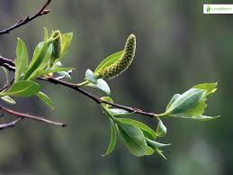 Attēlu rezultāti vaicājumam “Salix pentandra”