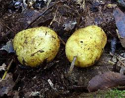 Attēlu rezultāti vaicājumam “Rhizopogon luteolus”