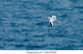 Image result for Phaethon aethereus