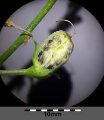 Attēlu rezultāti vaicājumam “Linaria vulgaris bud”