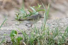 Image result for Phylloscopus orientalis