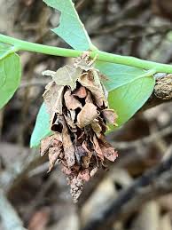 Attēlu rezultāti vaicājumam “Zygaena cocoon”