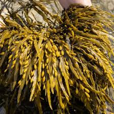 Attēlu rezultāti vaicājumam “Fucus vesiculosus”