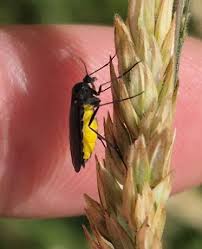 Attēlu rezultāti vaicājumam “Sciara analis”