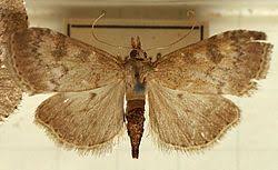 Attēlu rezultāti vaicājumam “Udea prunalis”