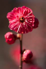 Attēlu rezultāti vaicājumam “Prunus cerasifera var. divaricata bud”