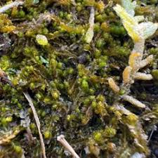 Attēlu rezultāti vaicājumam “Lophozia laxa”