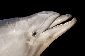 Image result for Tursiops truncatus