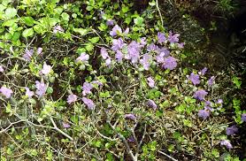 Attēlu rezultāti vaicājumam “Rhododendron sichotense flower”