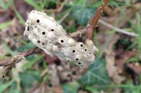 Attēlu rezultāti vaicājumam “Diastrophus rubi”