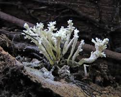 Attēlu rezultāti vaicājumam “Clavulinopsis cinerioides”