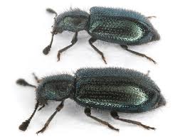 Attēlu rezultāti vaicājumam “Cleridae”