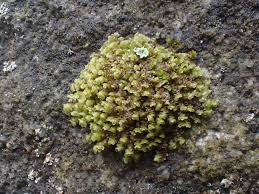 Attēlu rezultāti vaicājumam “Scapania irrigua”