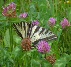 Attēlu rezultāti vaicājumam “Trifolium hybridum flower”