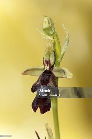 Attēlu rezultāti vaicājumam “Ophrys insectifera flower”