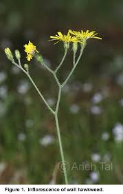 Attēlu rezultāti vaicājumam “Hieracium murorum flower”