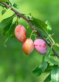 Attēlu rezultāti vaicājumam “Prunus domestica subsp. insitita fruit”