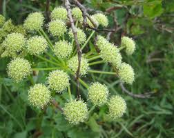 Attēlu rezultāti vaicājumam “Angelica archangelica leaf”