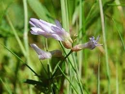 Attēlu rezultāti vaicājumam “Astragalus arenarius”
