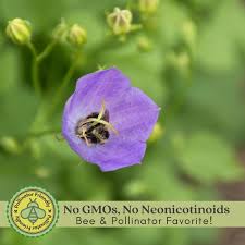 Image result for Campanula affinis