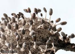 Attēlu rezultāti vaicājumam “Diachea leucopodia”