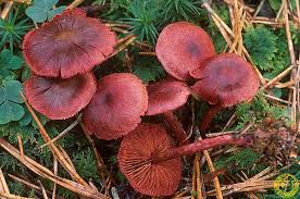 Attēlu rezultāti vaicājumam “Cortinarius sanguineus”