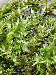 Attēlu rezultāti vaicājumam “Hygroamblystegium varium”