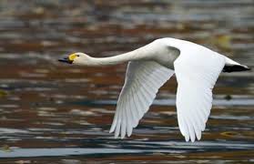 Картинки по запросу малый