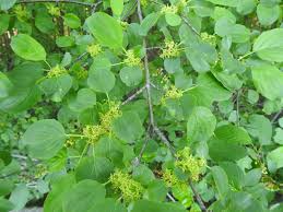 Attēlu rezultāti vaicājumam “Rhamnus cathartica”