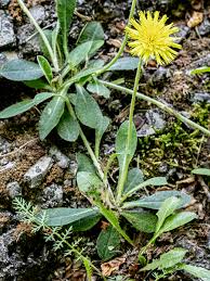Attēlu rezultāti vaicājumam “Pilosella officinarum leaf”