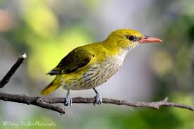 Attēlu rezultāti vaicājumam “Oriolus oriolus female”