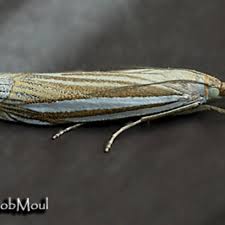 Attēlu rezultāti vaicājumam “Crambus pratella”