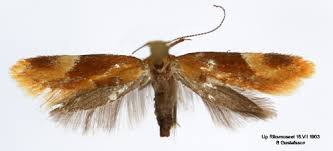 Attēlu rezultāti vaicājumam “Epicallima formosella”