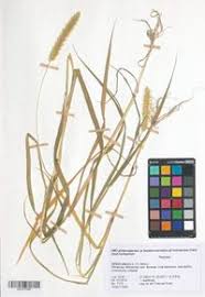 Attēlu rezultāti vaicājumam “Setaria glauca”