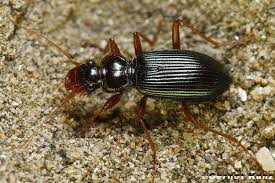 Attēlu rezultāti vaicājumam “Leistus terminatus”