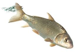 Image result for Carpiodes cyprinus