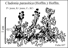 Attēlu rezultāti vaicājumam “Cladonia parasitica”