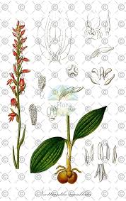 Attēlu rezultāti vaicājumam “Neottia nidus-avis fruit”