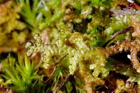 Attēlu rezultāti vaicājumam “Ptilidium ciliare”