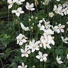 Attēlu rezultāti vaicājumam “Anemone sylvestris leaf”