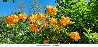 Attēlu rezultāti vaicājumam “Rhododendron calendulaceum”