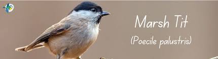 Attēlu rezultāti vaicājumam “Poecile palustris”